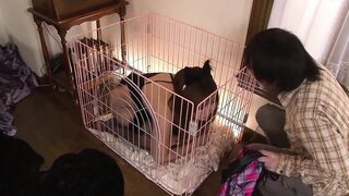 Hot girl gets a double penetration after sucking two long hard cocks