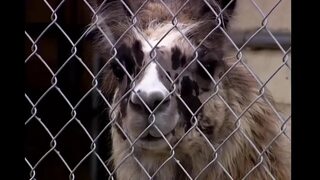 Brittney Fucked Hard by a Big Cock