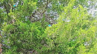 In-The-Parking-Lot XXX Swap